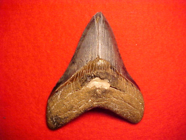 3.5 INCH Fossil Prehistoric Great White Shark Tooth CARCHARODON